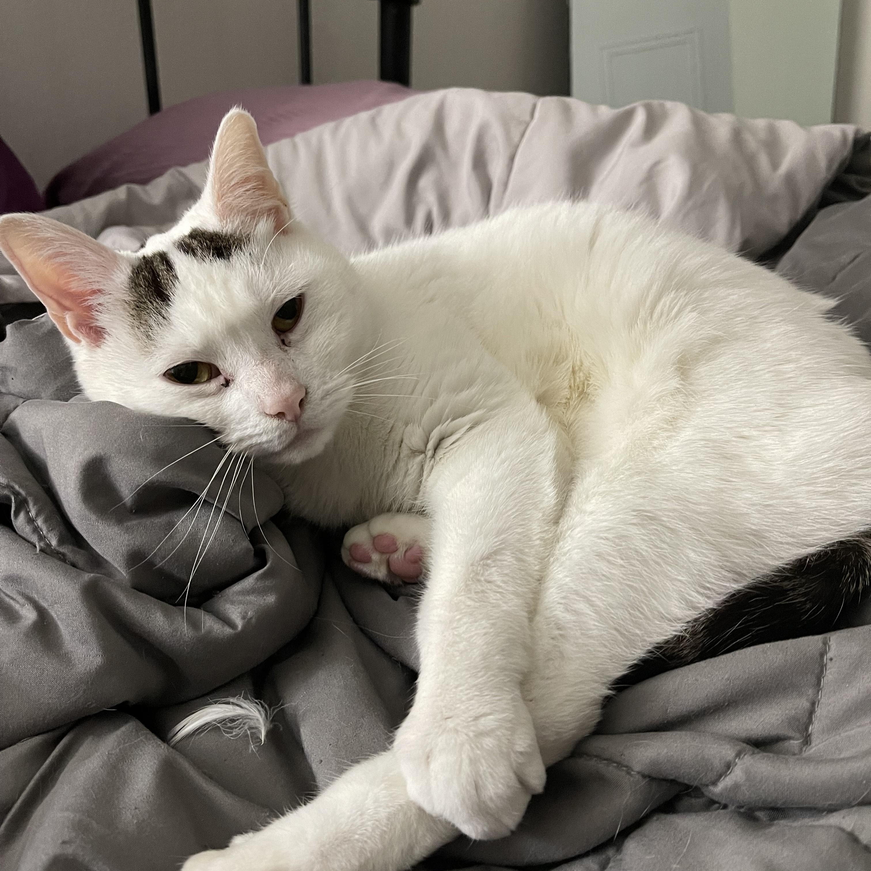 Enlarge PIP, a Adoptable Domestic Short Hair in Philadelphia, PA image 4/5