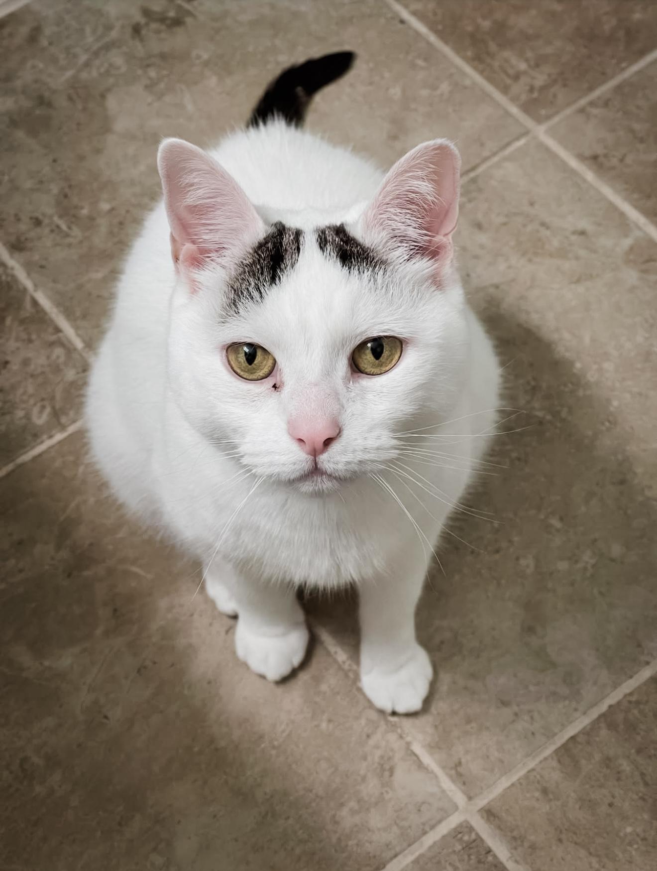 Enlarge PIP, a Adoptable Domestic Short Hair in Philadelphia, PA image 4/6