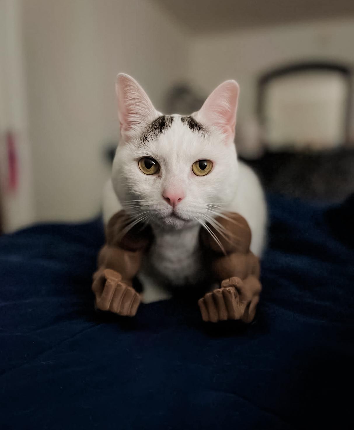 Enlarge PIP, a Adoptable Domestic Short Hair in Philadelphia, PA image 3/6