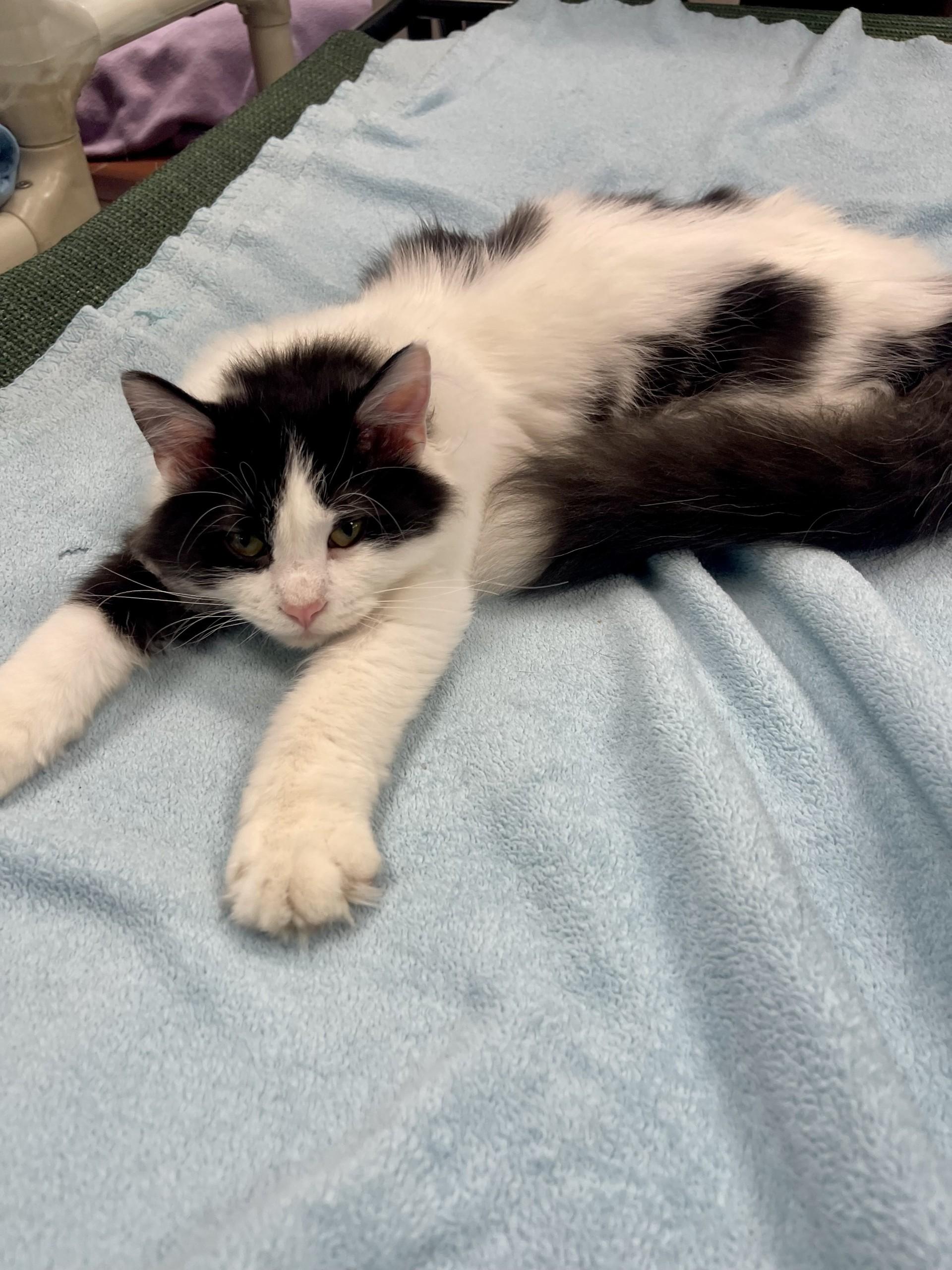 Enlarge Gadget, a Adoptable Domestic Long Hair in Battle Creek, MI image 1/4