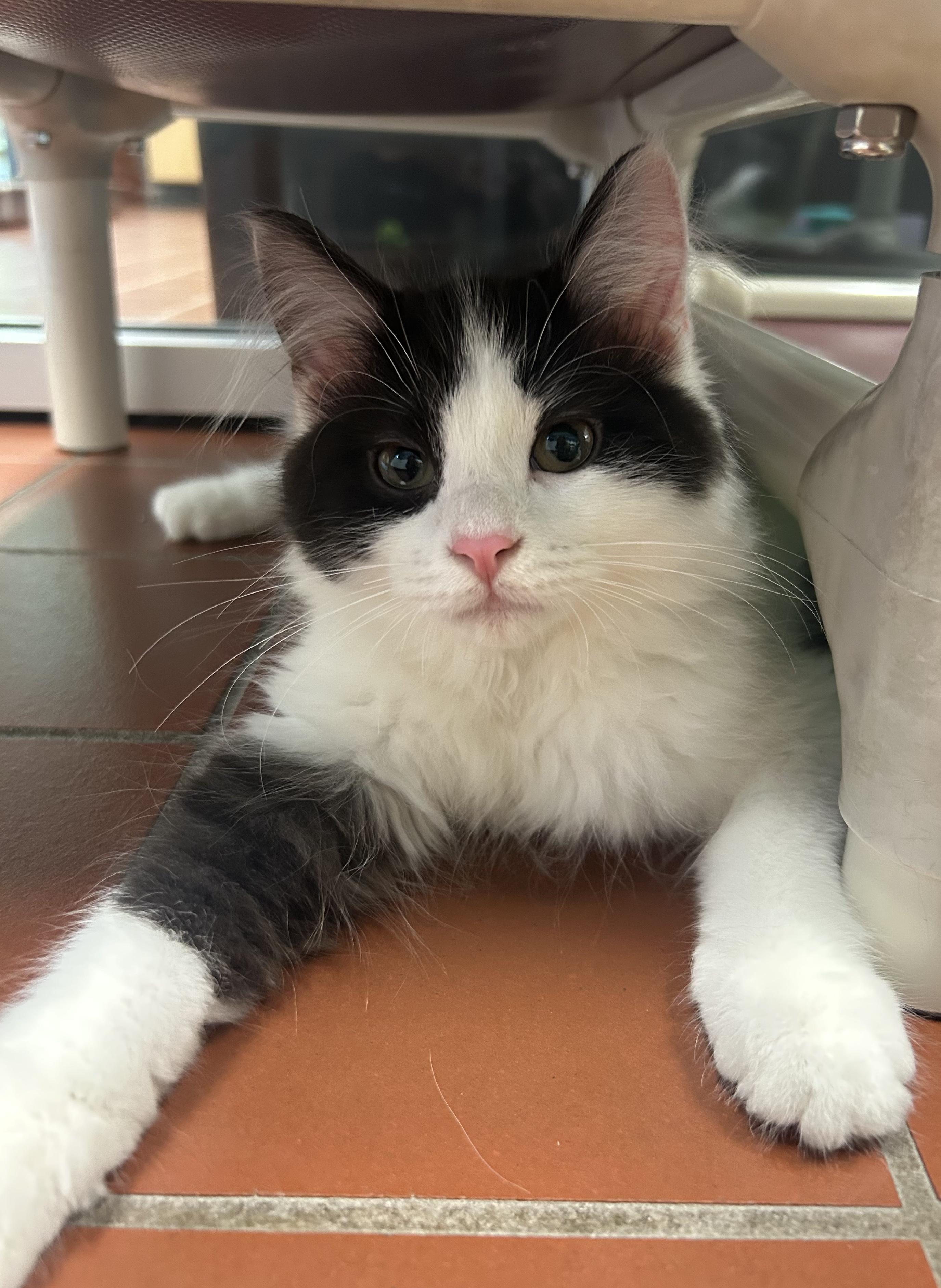 Enlarge Gadget, a Adoptable Domestic Long Hair in Battle Creek, MI image 4/4