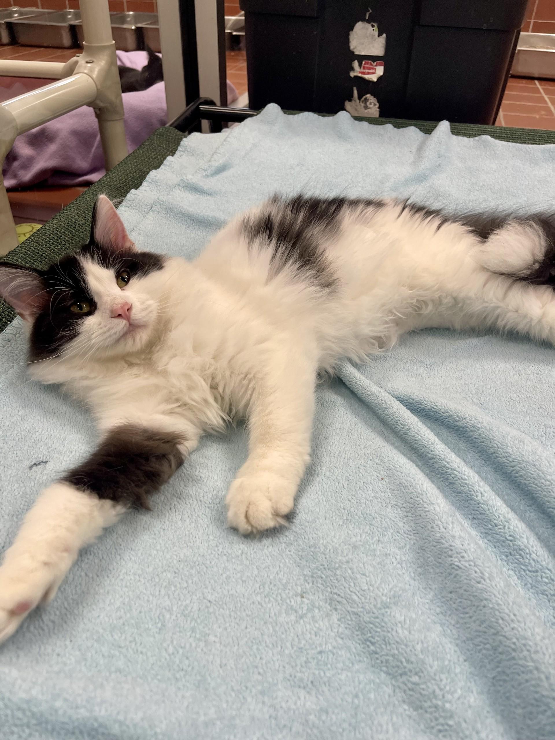 Enlarge Gadget, a Adoptable Domestic Long Hair in Battle Creek, MI image 2/4