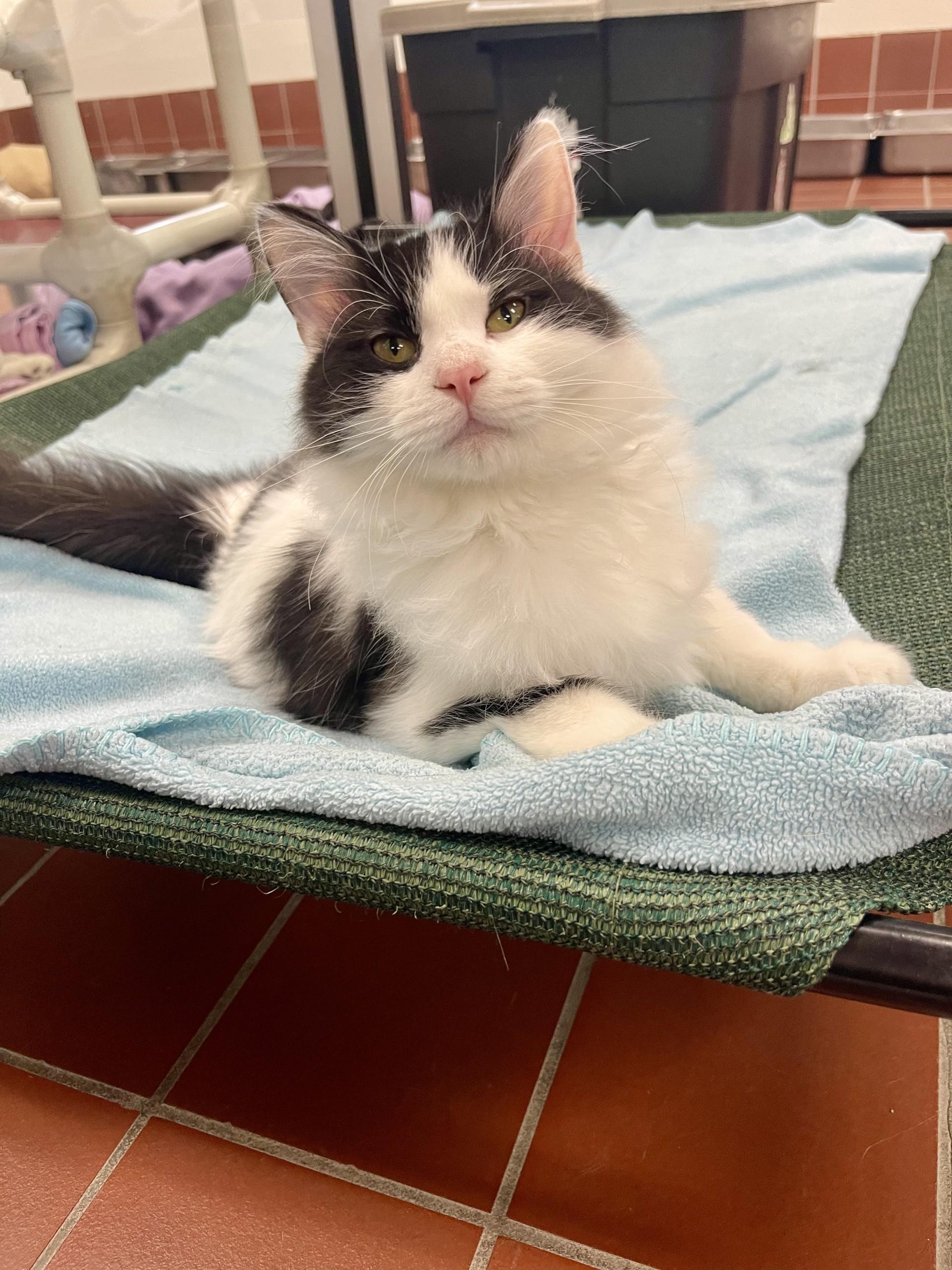 Gadget, Adoptable, Young Male Domestic Long Hair.