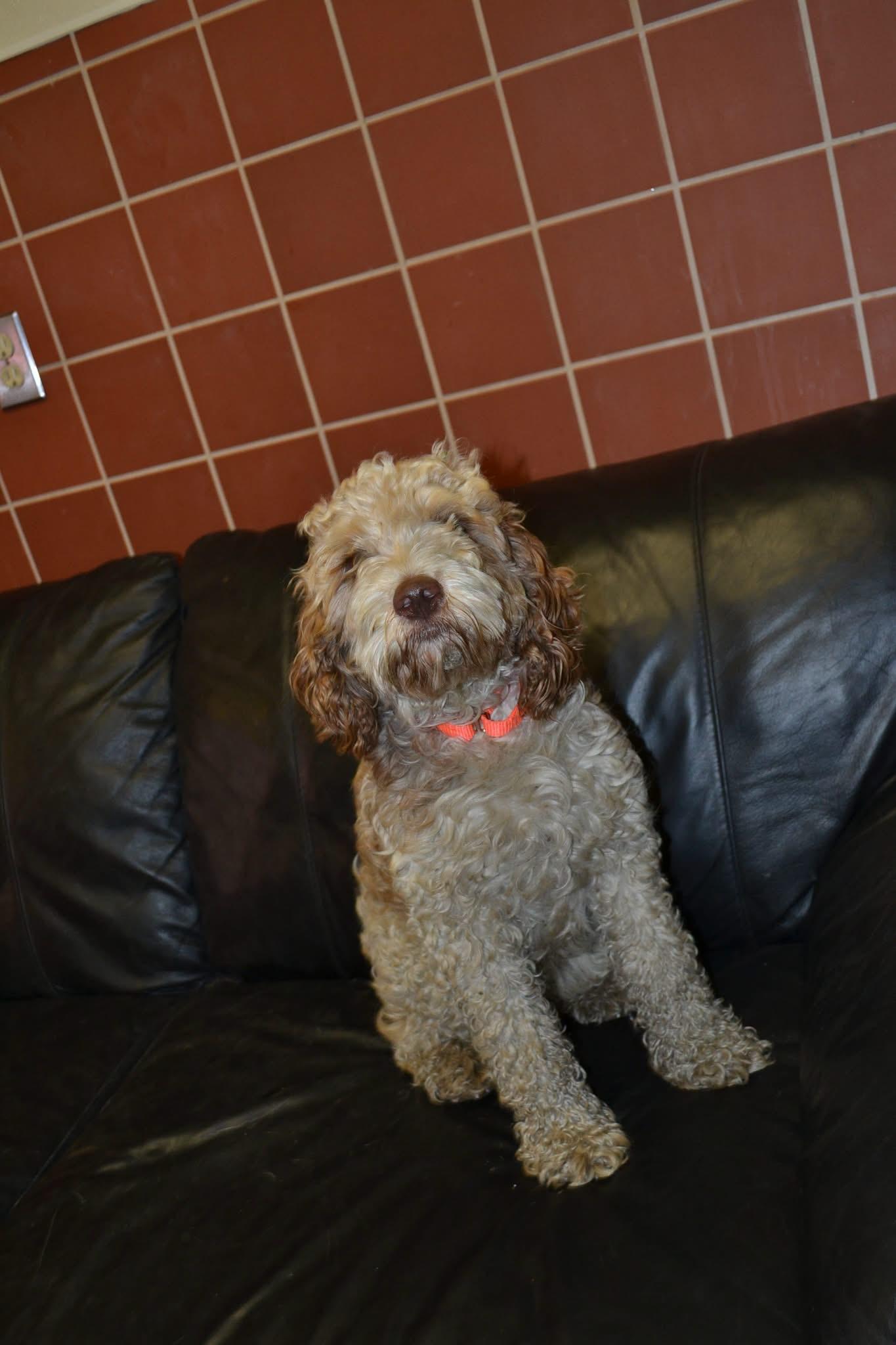 Enlarge Hummis, a Adopted mixed breed in Chardon, OH image 1/1
