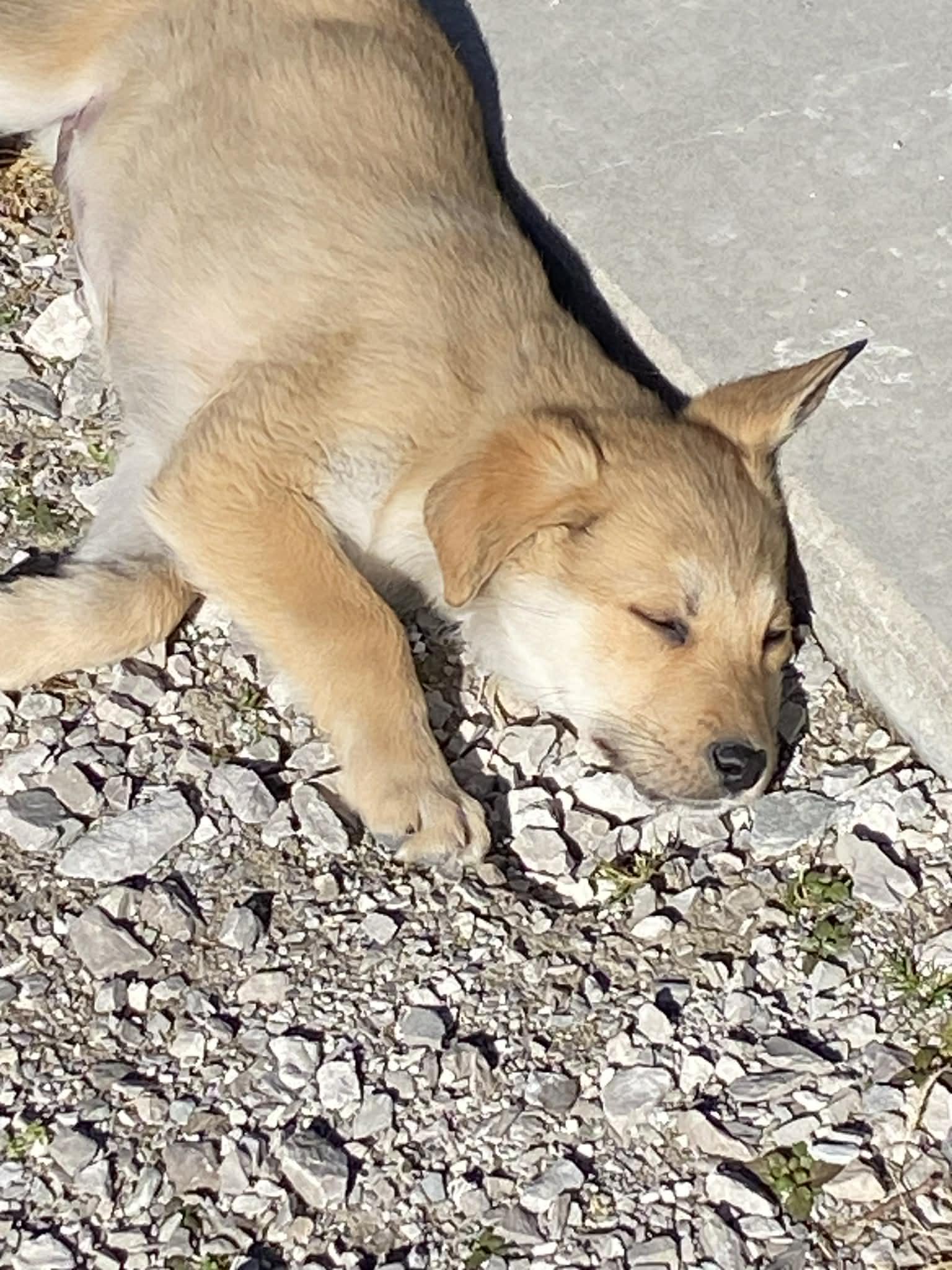 Enlarge Kris, a Adoptable mixed breed in Stormville, NY image 2/5