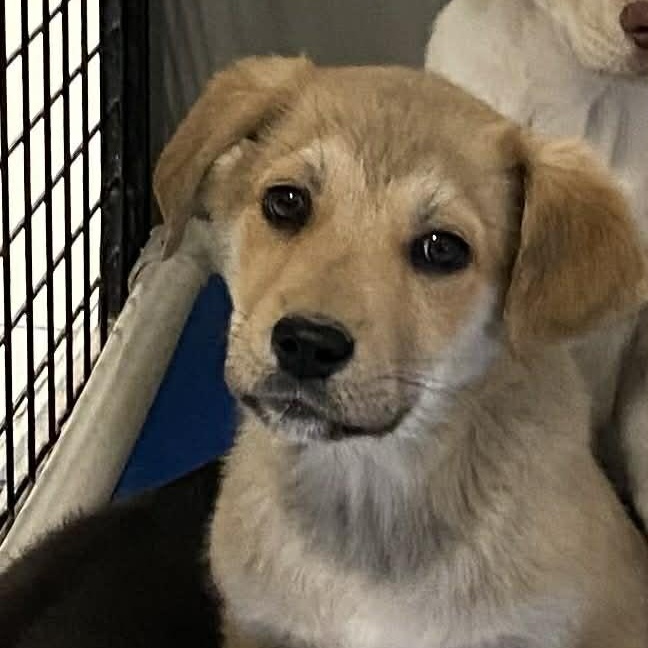 Kris, Adoptable, Puppy Male Labrador Retriever.