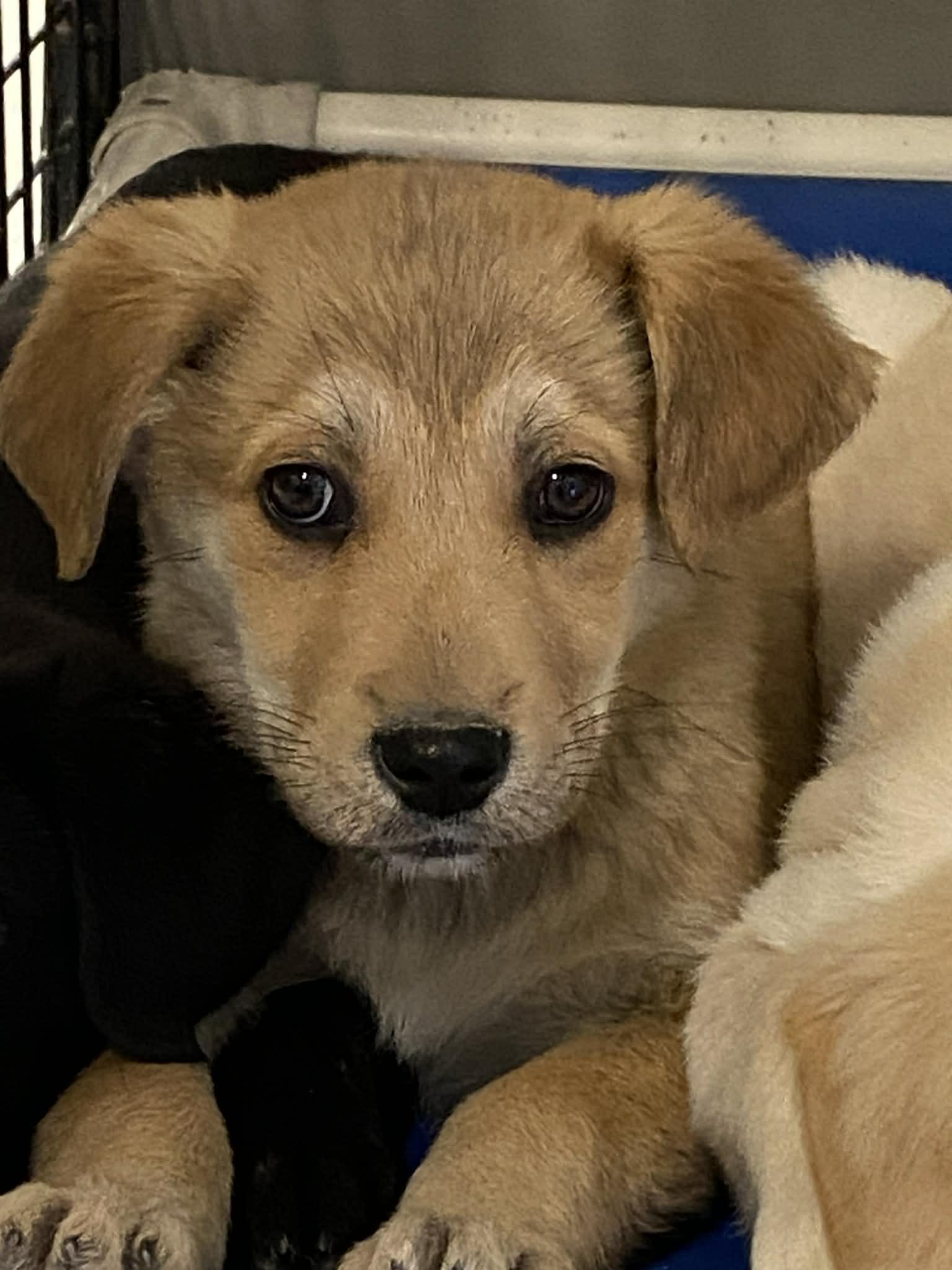 Enlarge Kris, a Adoptable mixed breed in Stormville, NY image 4/5