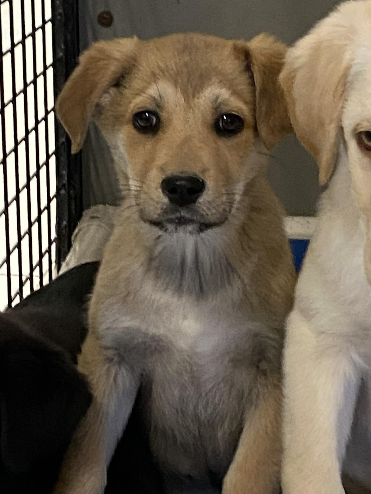 Enlarge Kris, a Adoptable mixed breed in Stormville, NY image 5/5