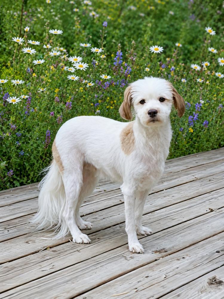Enlarge Daisy, a Adopted mixed breed in Oakland, MI image 2/2