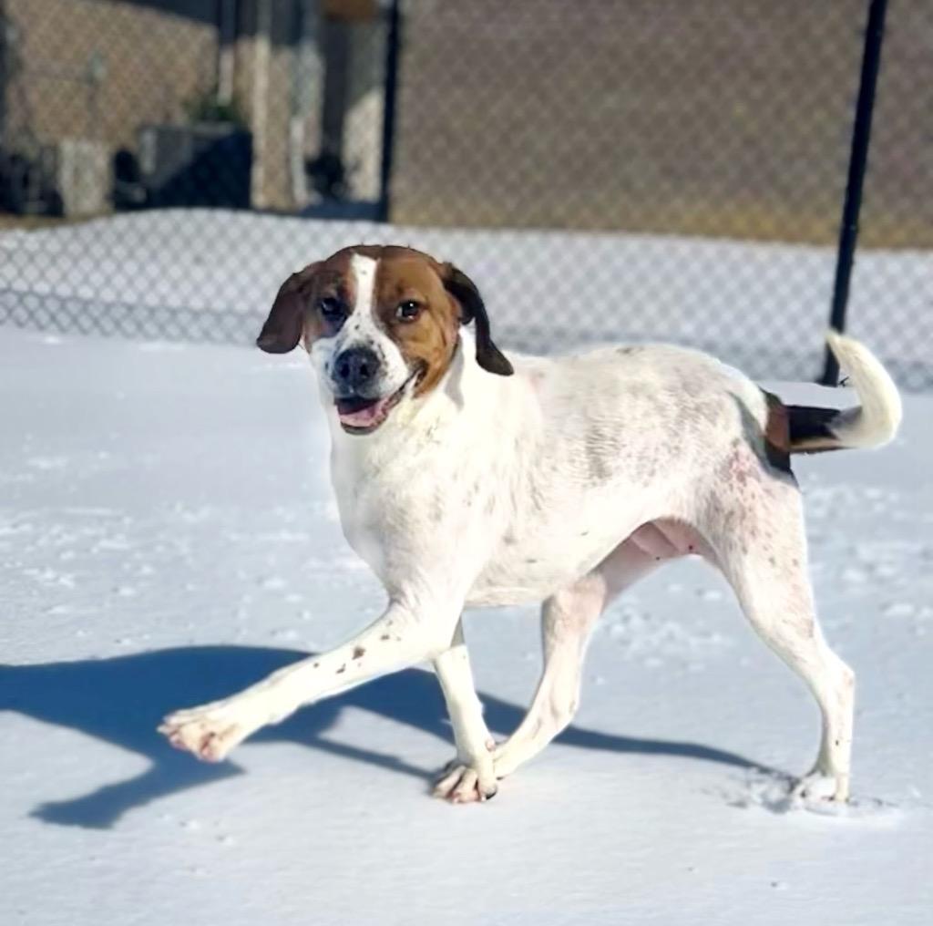 Paisley, Adoptable, Adult Female Beagle.