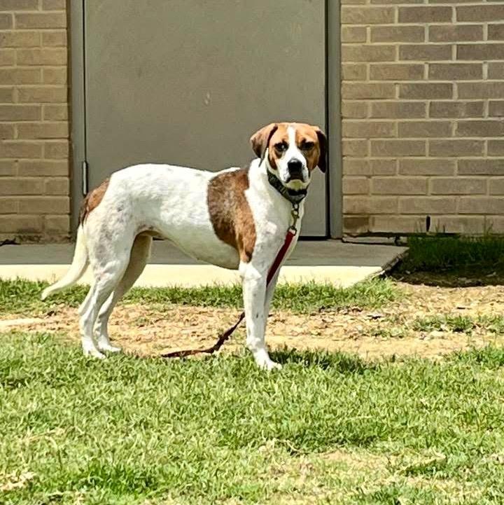 Paisley, Adoptable, Adult Female Beagle.