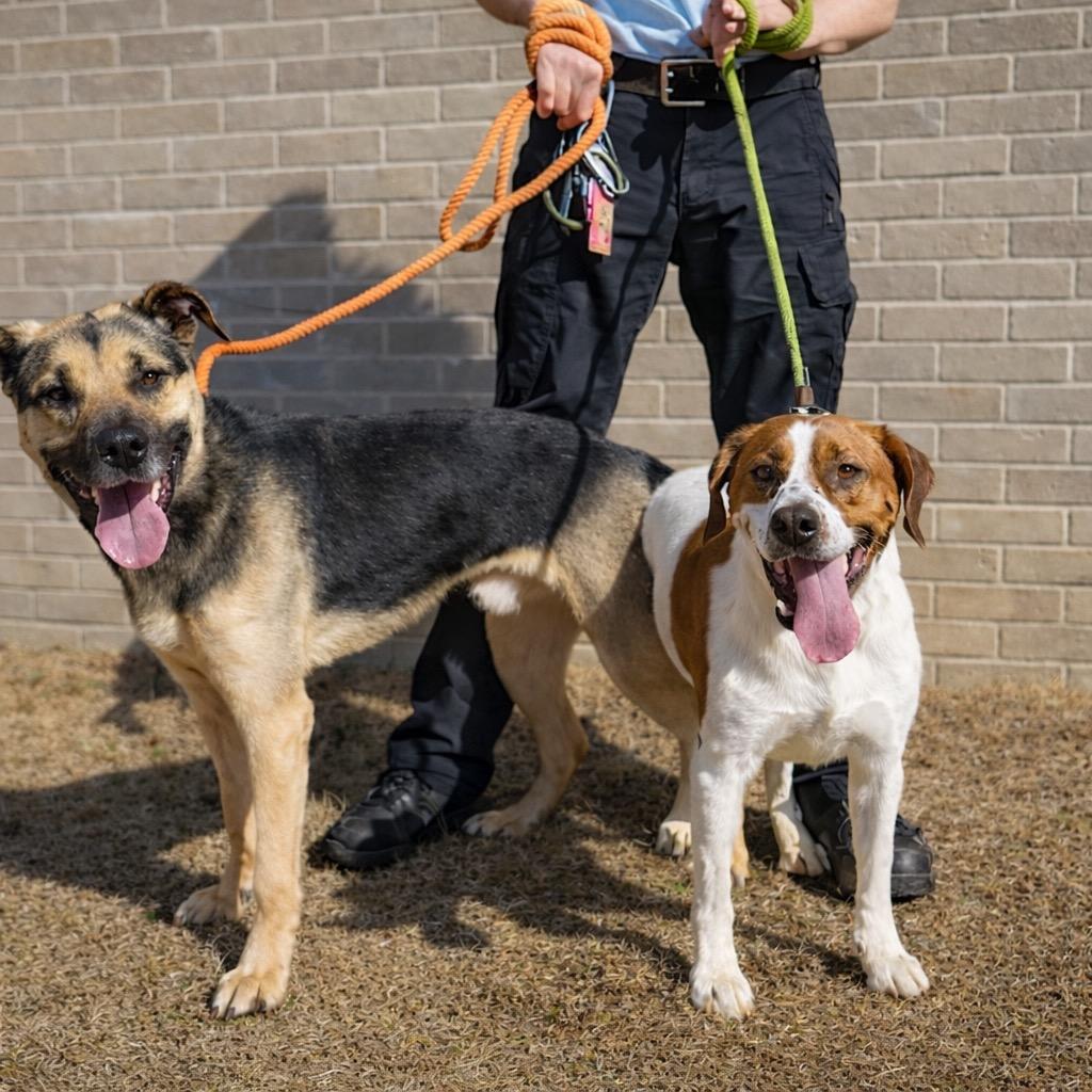 Paisley, Adoptable, Young Female Beagle.