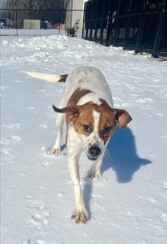 Enlarge Paisley, a Adoptable mixed breed in Princeton, MA image 2/5