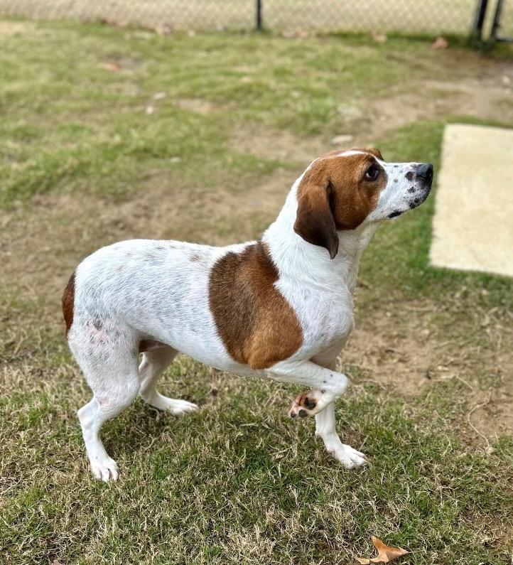 Enlarge Paisley, a Adoptable mixed breed in Princeton, MA image 3/5