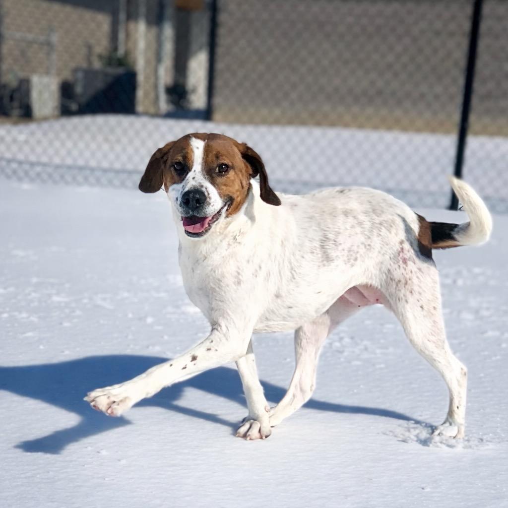 Enlarge Paisley, a Adoptable mixed breed in Princeton, MA image 4/5