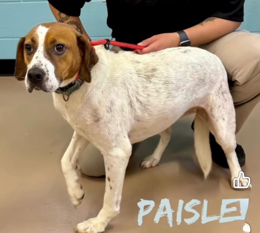 Enlarge Paisley, a Adoptable mixed breed in Princeton, MA image 2/6