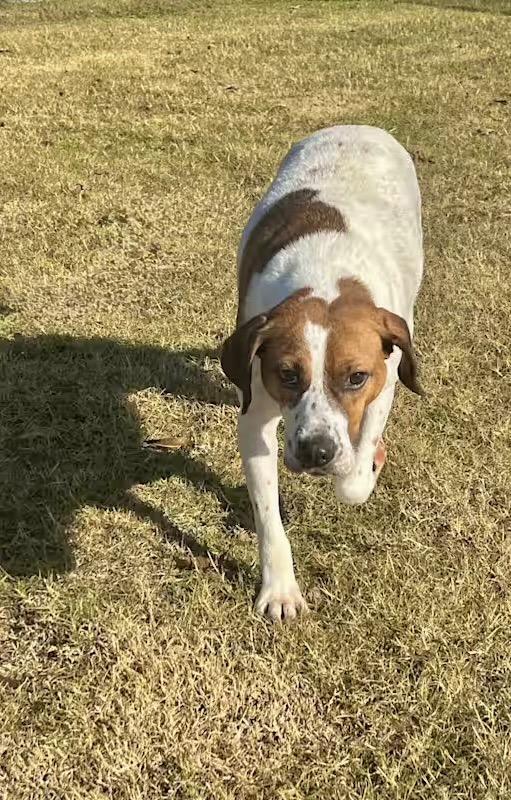 Enlarge Paisley, a Adoptable mixed breed in Princeton, MA image 5/6