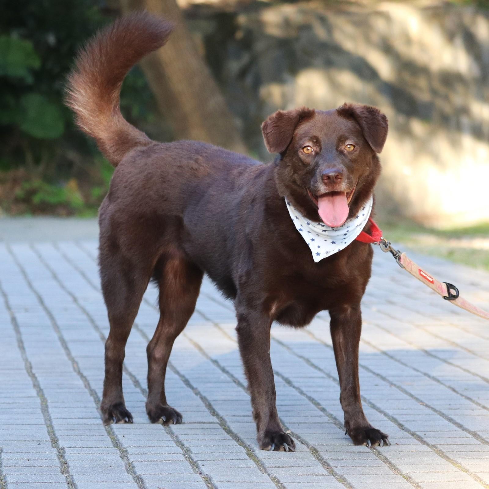 Enlarge Barbie, a Adopted mixed breed in San Mateo, CA image 1/6