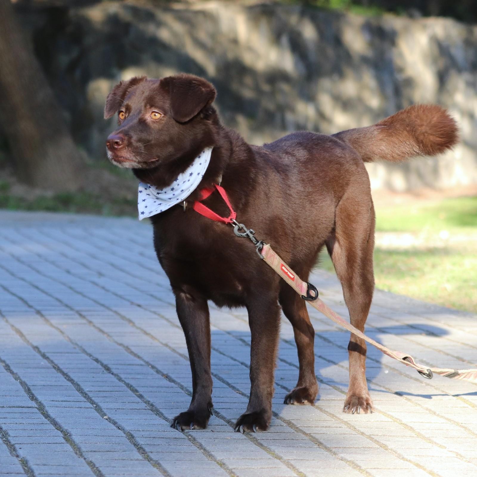 Enlarge Barbie, a Adopted mixed breed in San Mateo, CA image 2/6