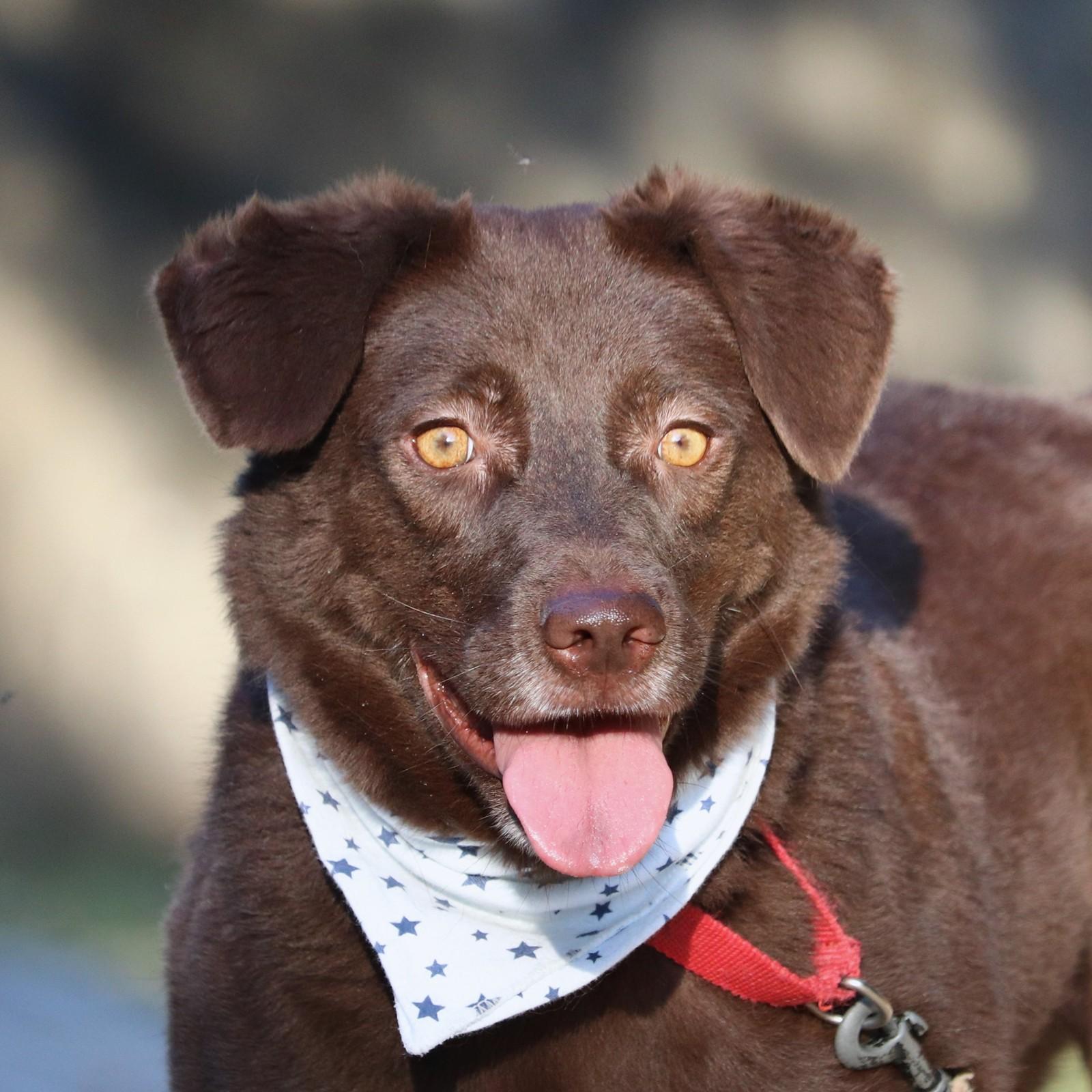 Barbie, Adopted, Young Female Chocolate Labrador Retriever & Sheep Dog.