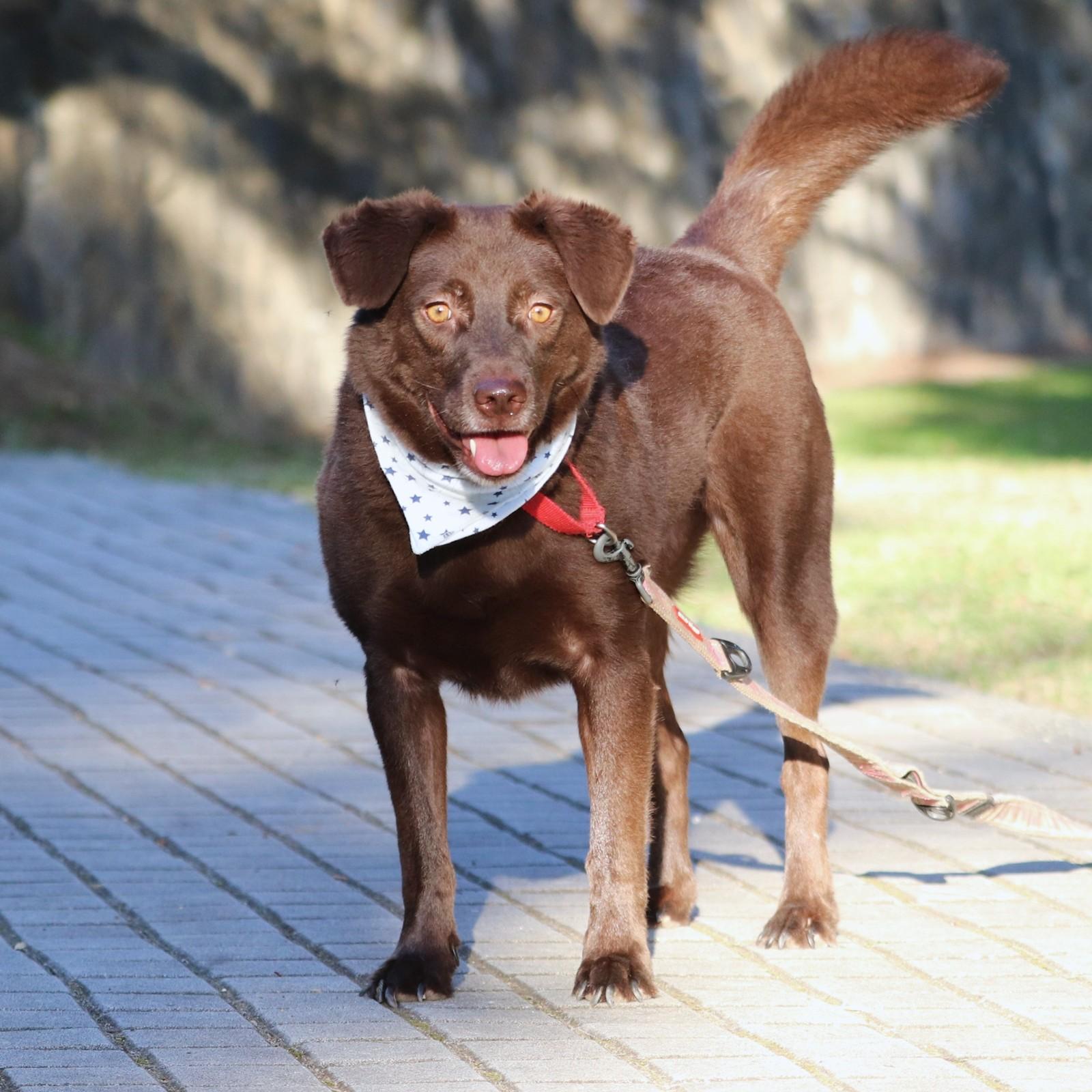 Enlarge Barbie, a Adopted mixed breed in San Mateo, CA image 4/6