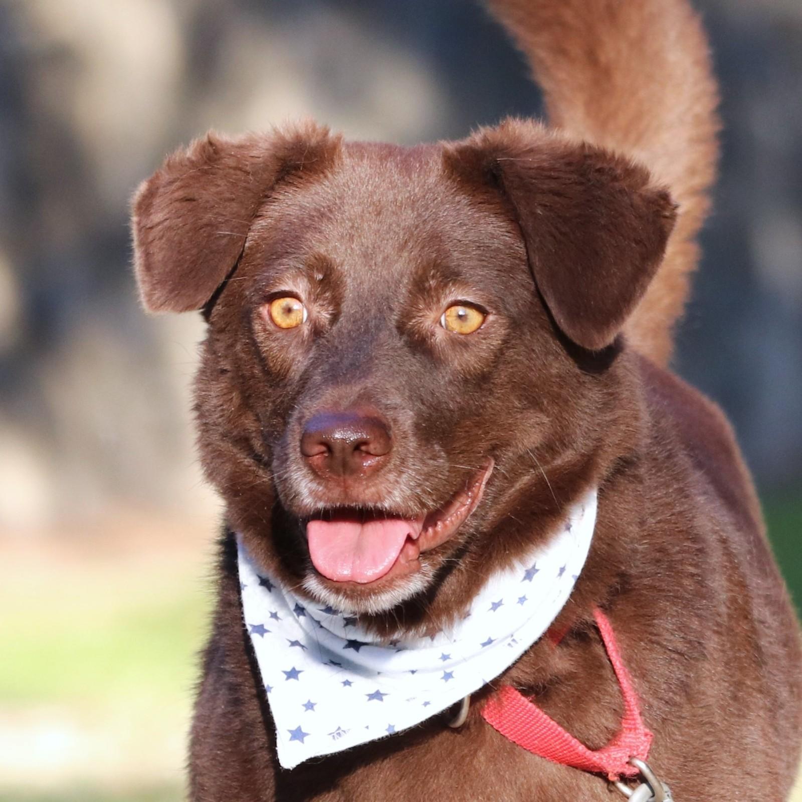 Enlarge Barbie, a Adopted mixed breed in San Mateo, CA image 5/6