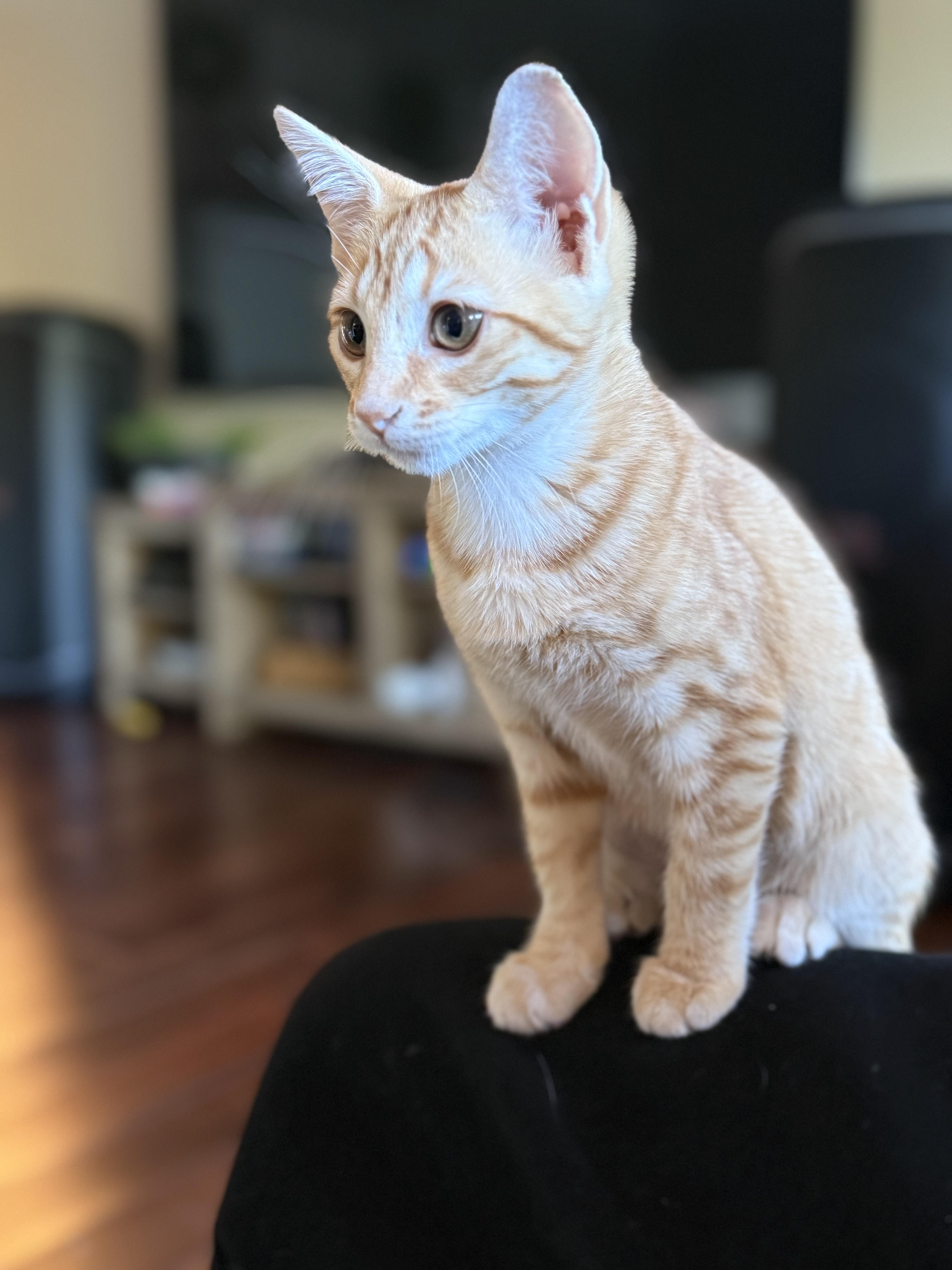 Enlarge Orange Bingo Dauber, a Adoptable Domestic Short Hair in McKenzie, TN image 1/1