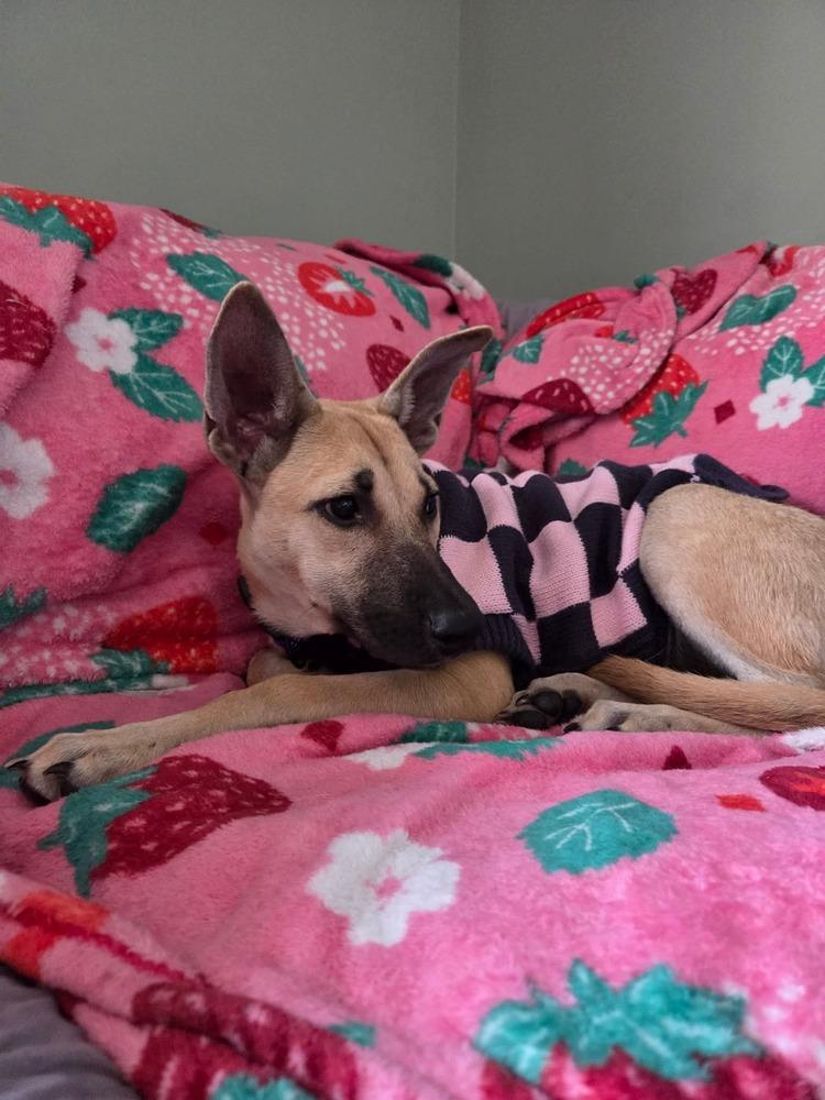 Enlarge Victoria, a Adoptable mixed breed in Valley Stream, NY image 1/6