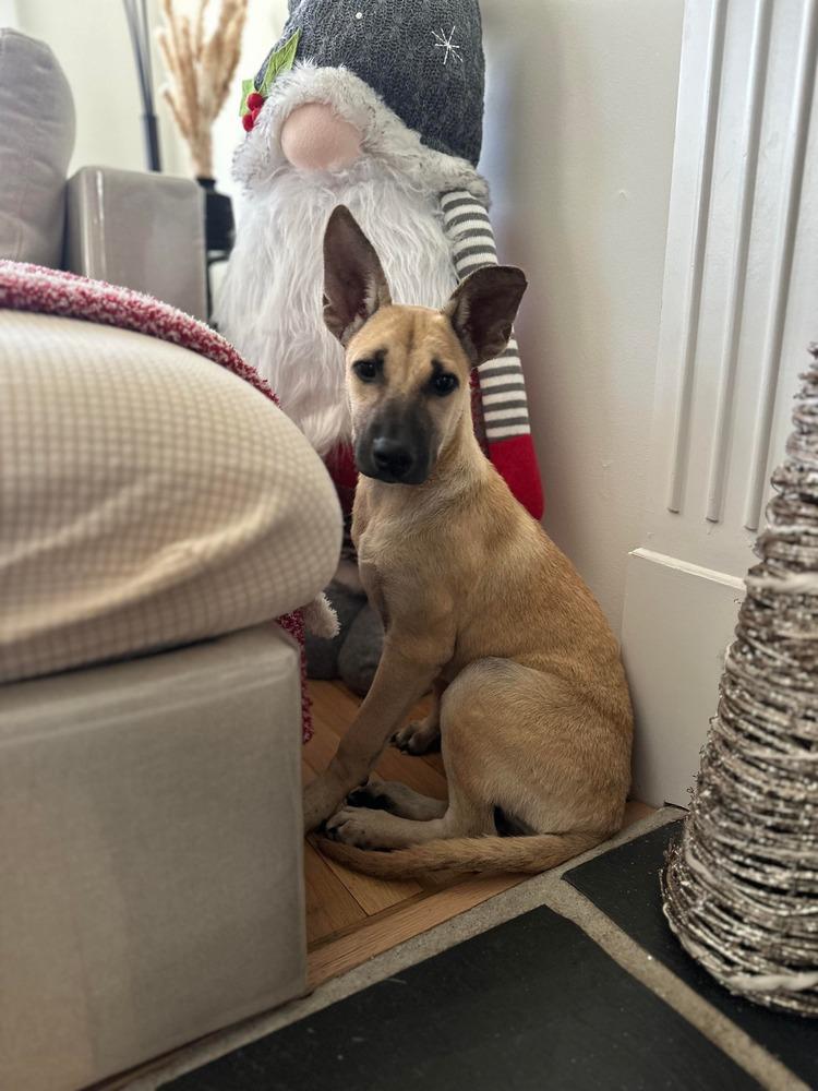 Enlarge Victoria, a Adoptable mixed breed in Valley Stream, NY image 3/6