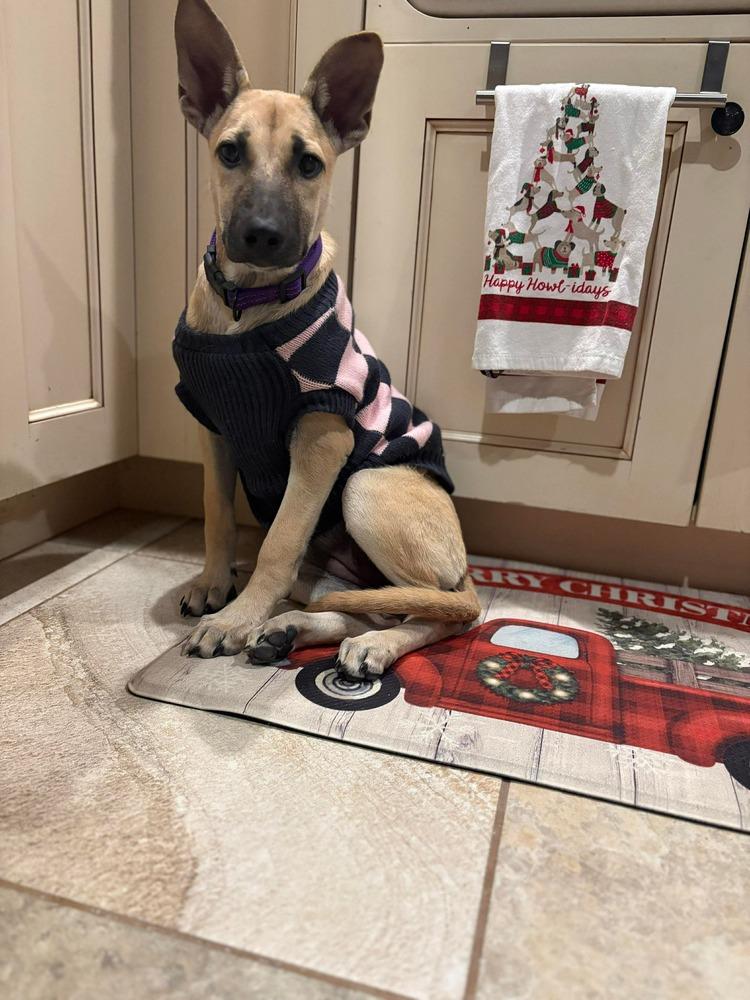 Enlarge Victoria, a Adoptable mixed breed in Valley Stream, NY image 4/6