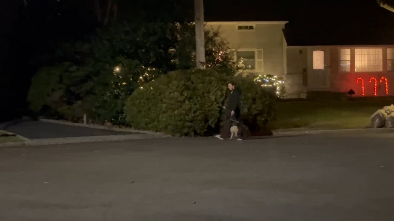 Enlarge Victoria, a Adoptable mixed breed in Valley Stream, NY video 5/6