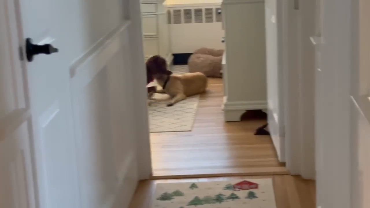 Enlarge Victoria, a Adoptable mixed breed in Valley Stream, NY video 6/6