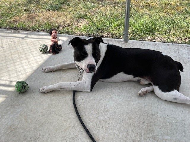 Bingo, Adoptable, Young Male American Bully & Australian Cattle Dog / Blue Heeler.