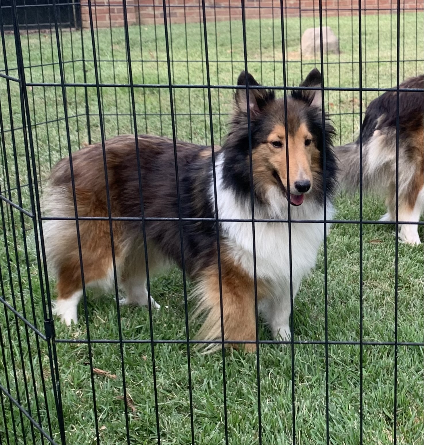 Whitney, Adopted, Adult Female Shetland Sheepdog / Sheltie.