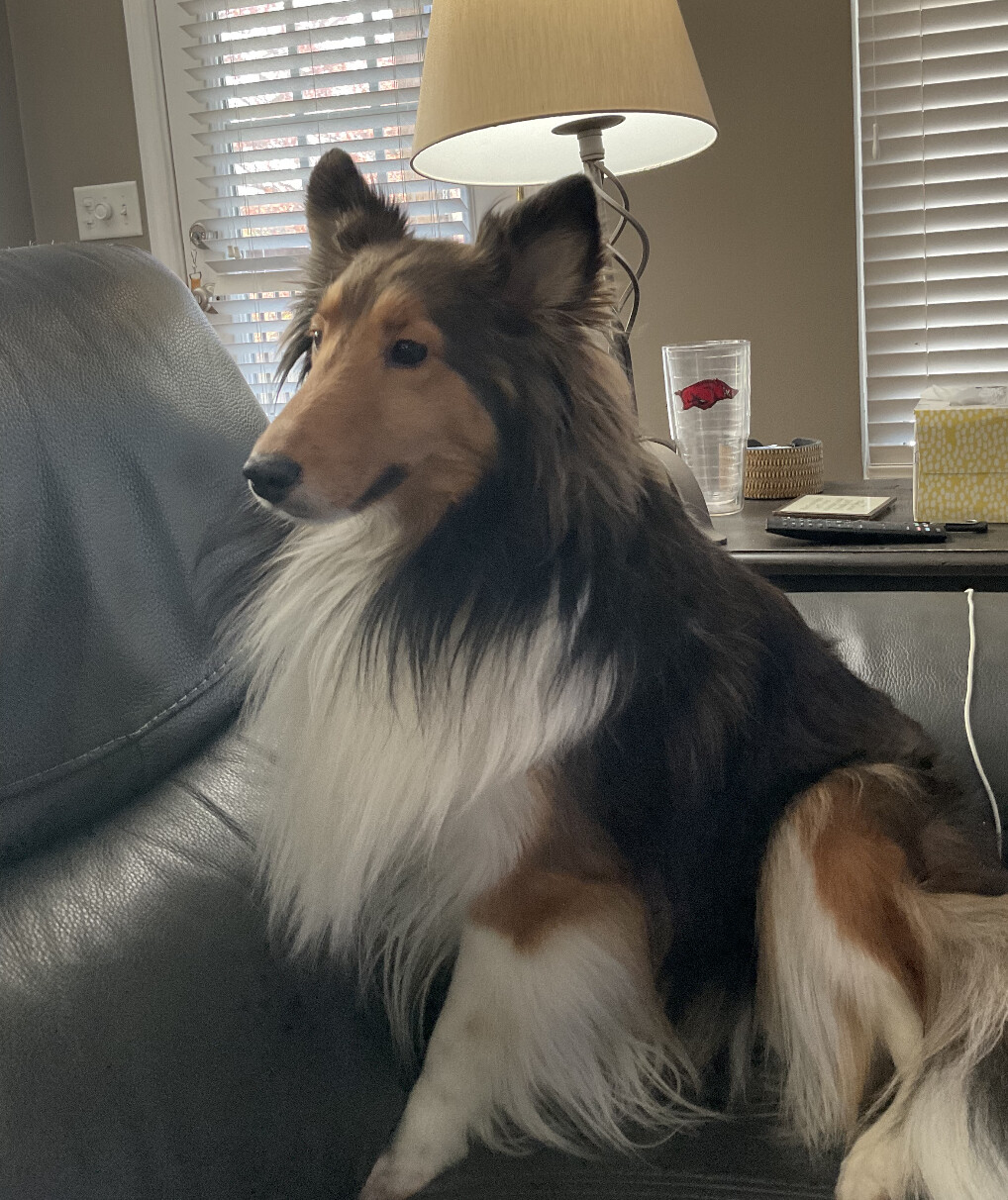 Whitney, a Adopted Shetland Sheepdog / Sheltie in Collierville, TN image 2/2