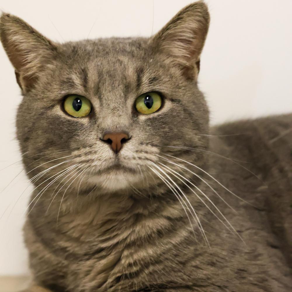 **Cat Cafe** Joe Pye, a Adoptable Domestic Short Hair in Topeka, KS image 1/4