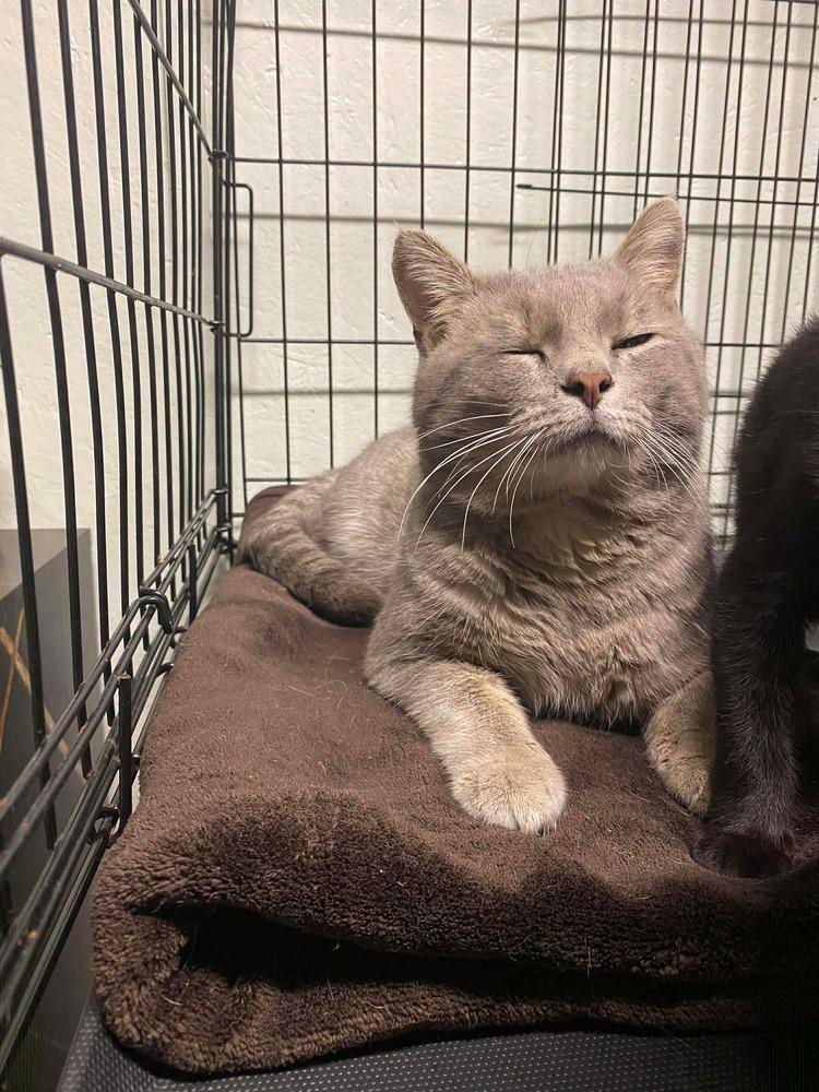 **Cat Cafe** Joe Pye, a Adoptable Domestic Short Hair in Topeka, KS image 2/4