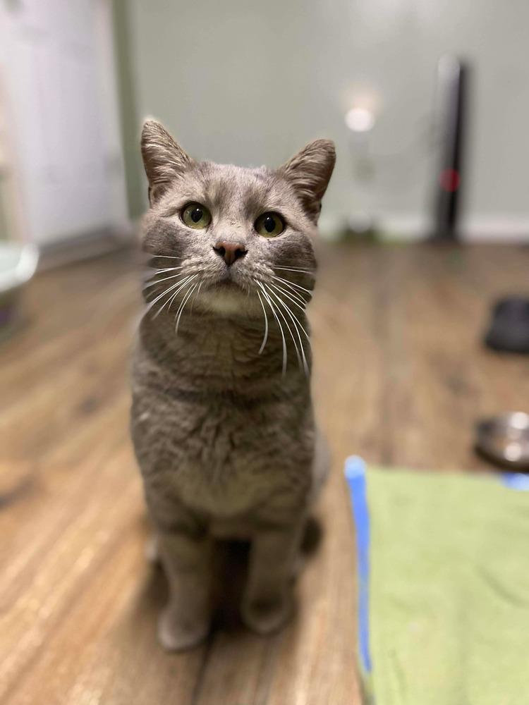 **Cat Cafe** Joe Pye, a Adoptable Domestic Short Hair in Topeka, KS image 4/4