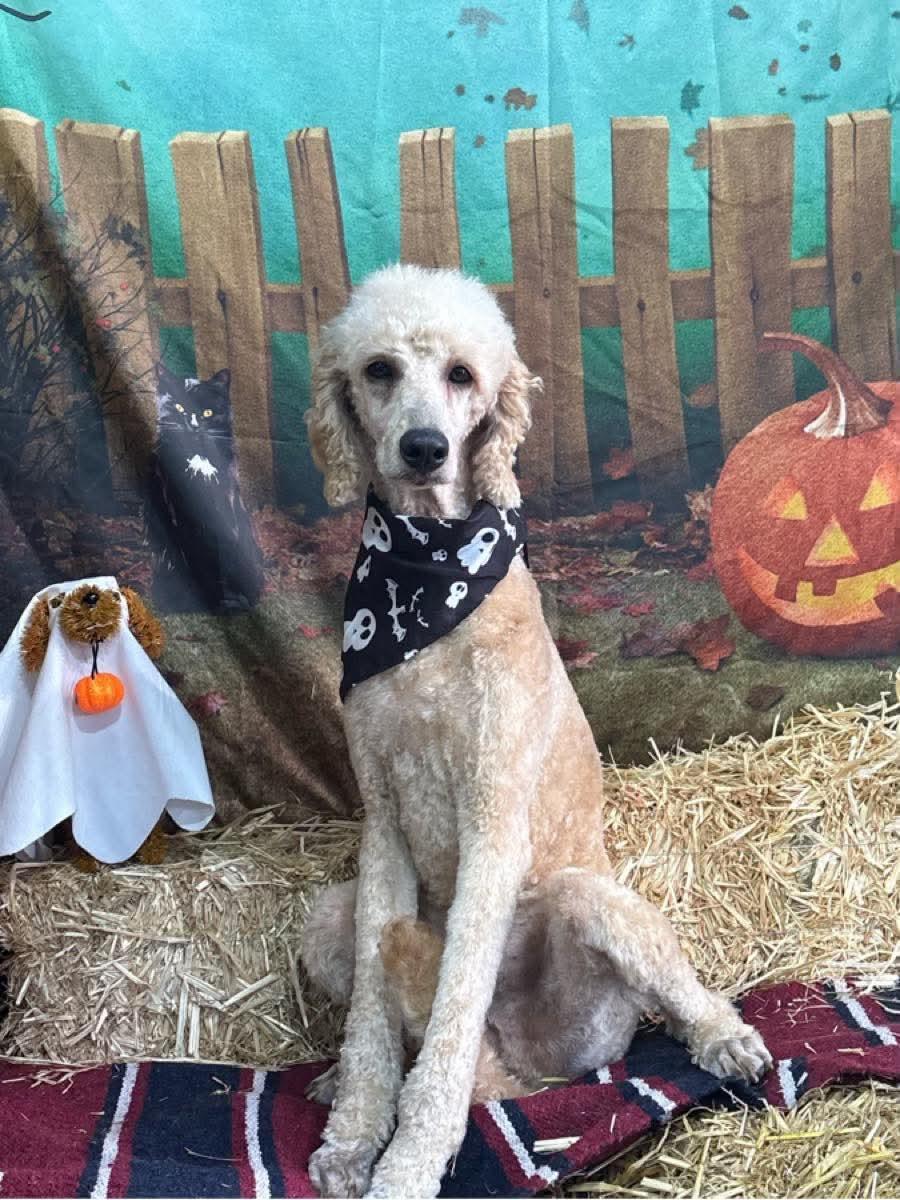 Felix, Adoptable, Young Male Standard Poodle & Goldendoodle.
