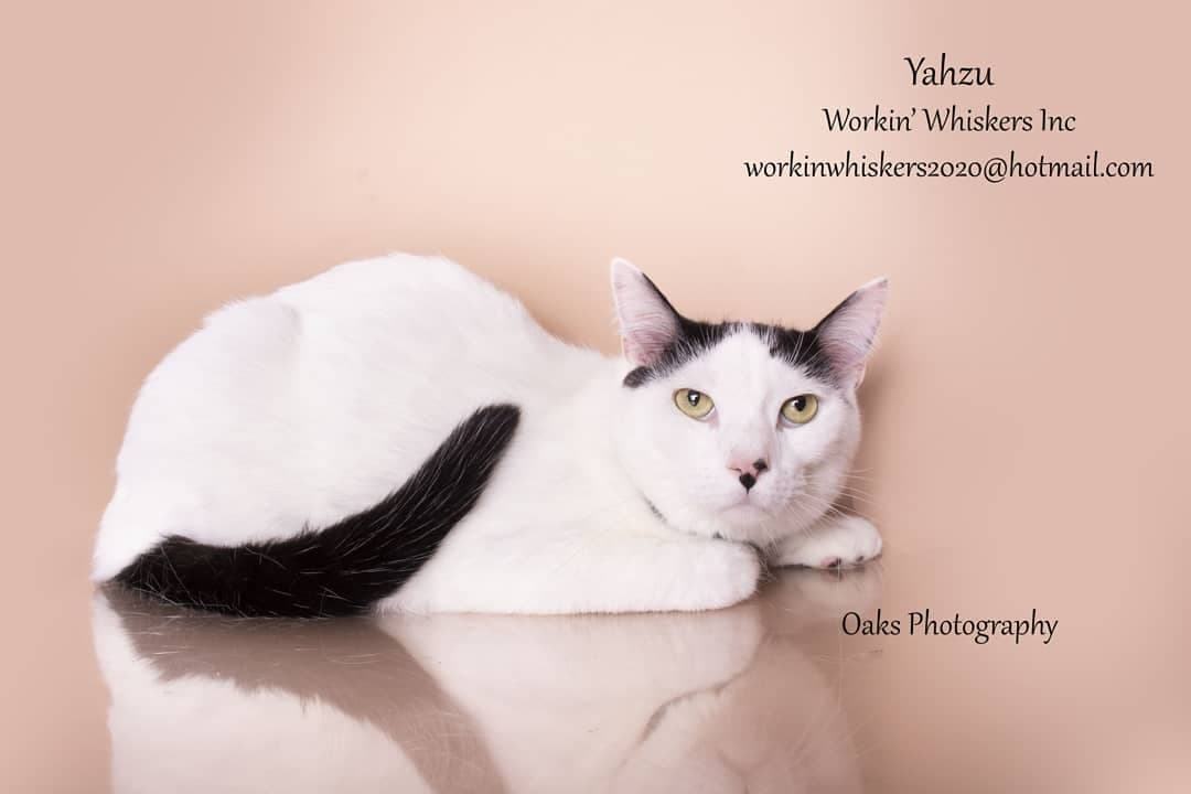 YAZHU, a Adoptable mixed breed in HEMET, CA image 1/12