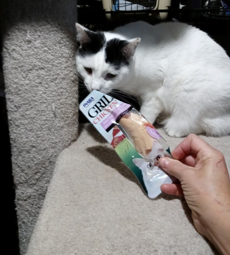 YAZHU, a Adoptable mixed breed in HEMET, CA image 2/12