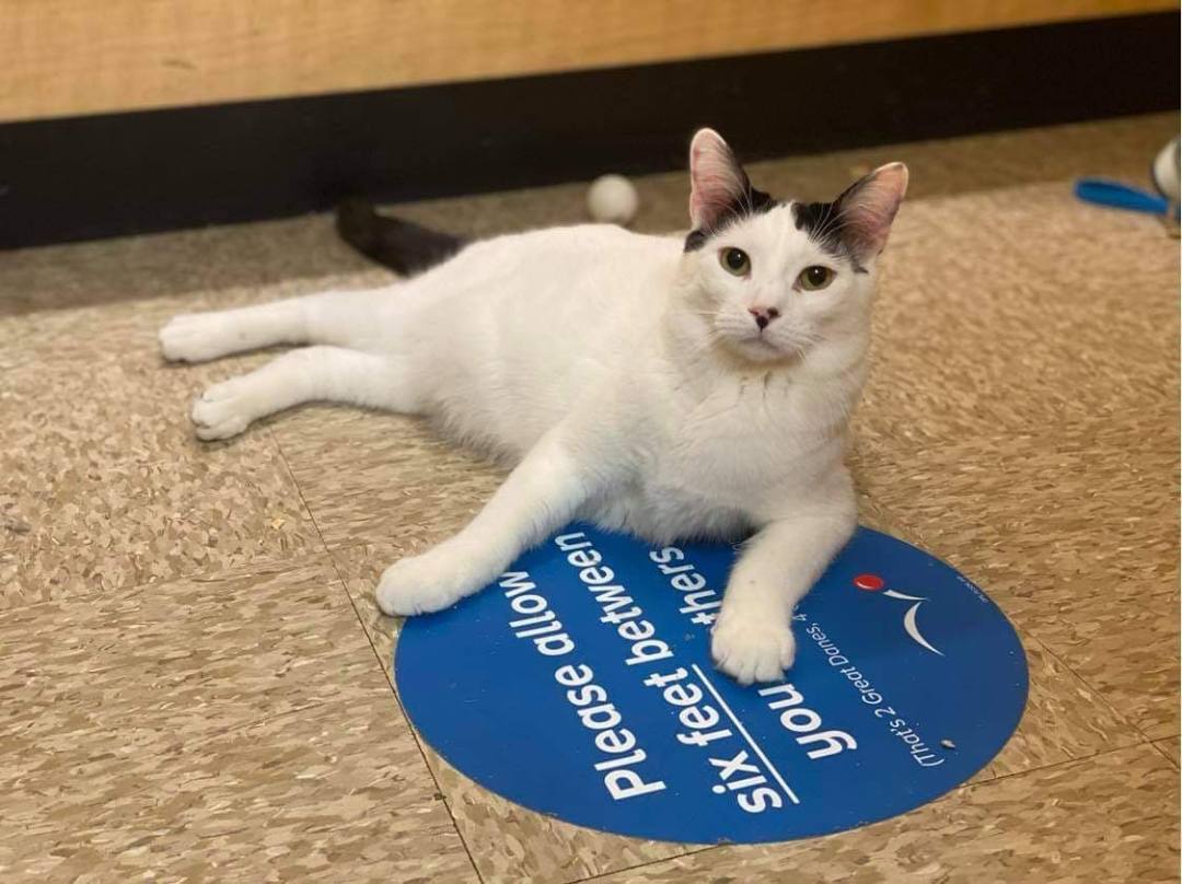 YAZHU, a Adoptable mixed breed in HEMET, CA image 3/12