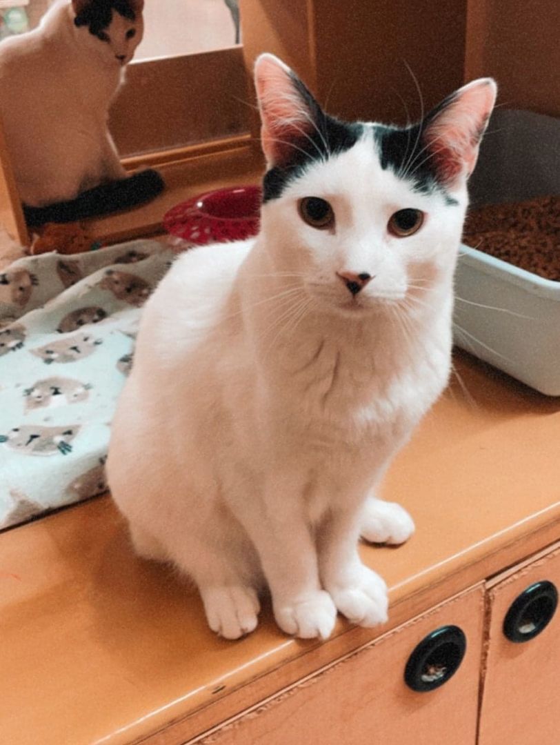 YAZHU, a Adoptable mixed breed in HEMET, CA image 4/12