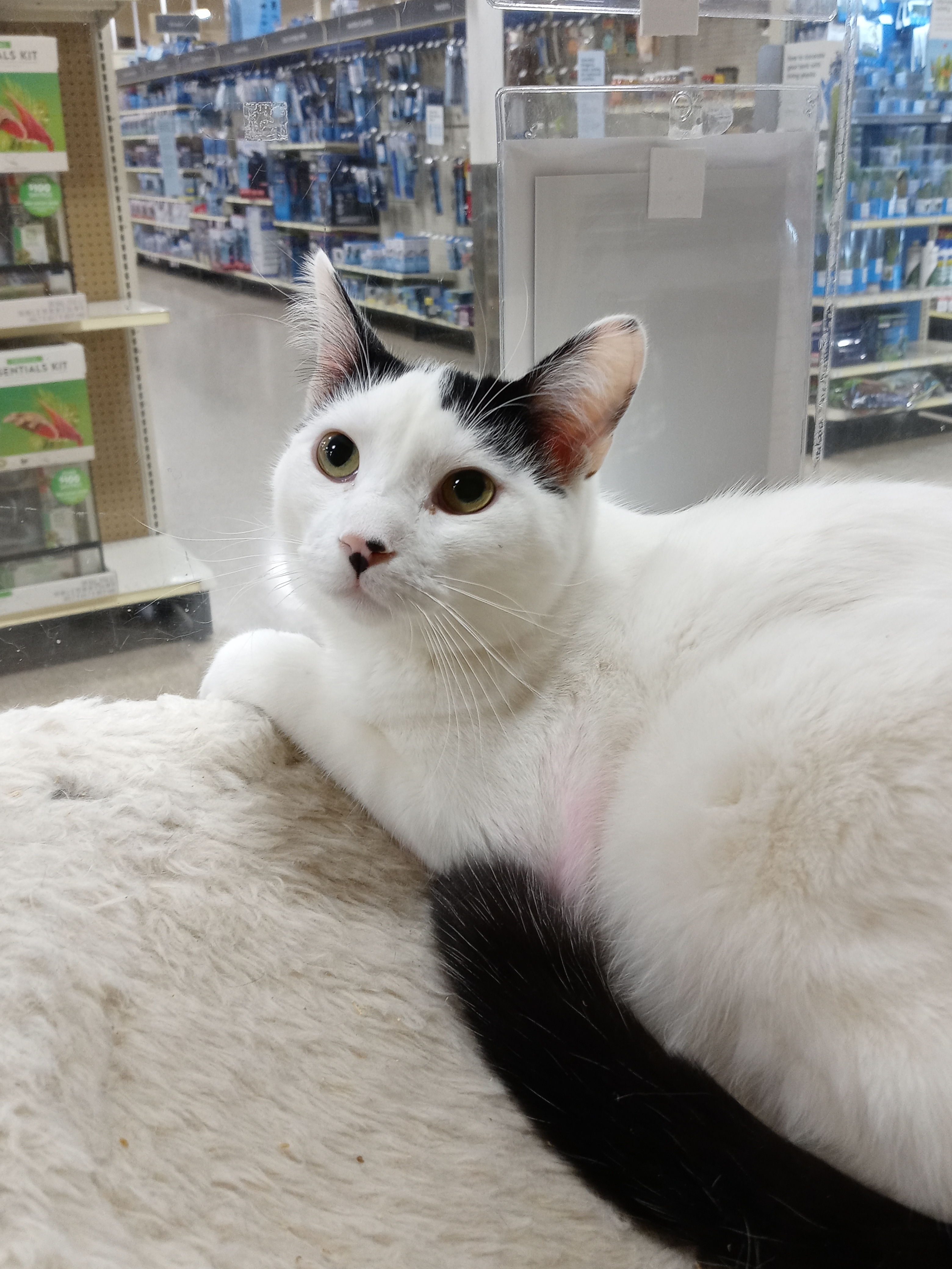 YAZHU, a Adoptable mixed breed in HEMET, CA image 5/12