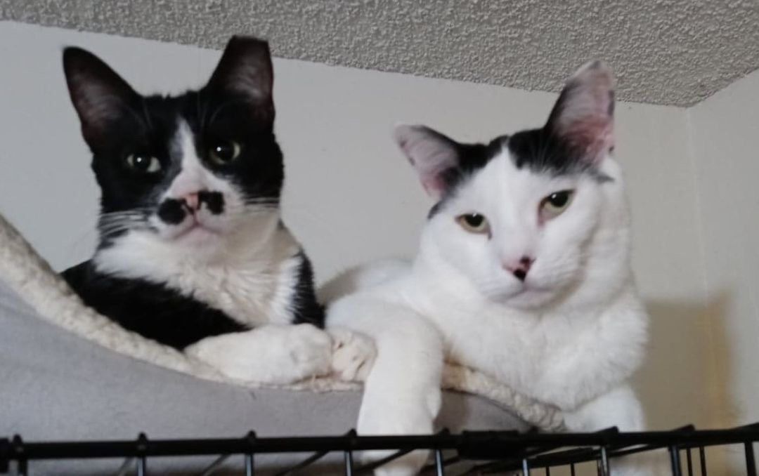 YAZHU, a Adoptable mixed breed in HEMET, CA image 6/12