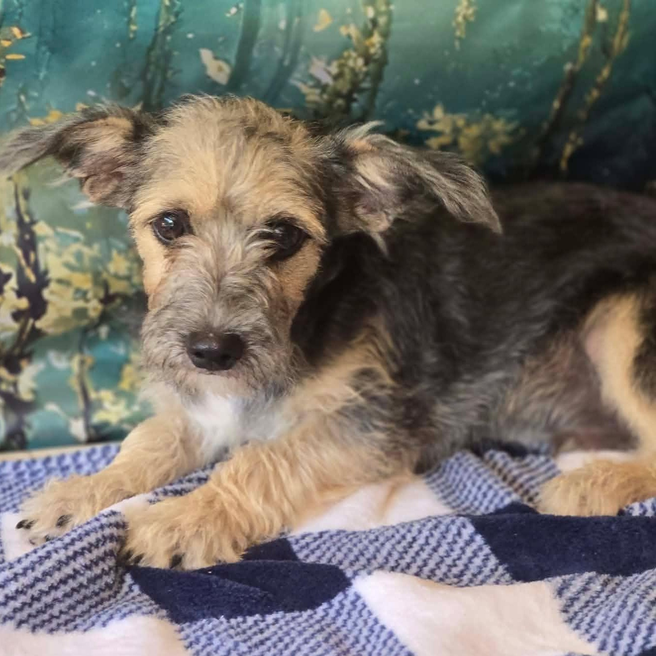Enlarge Happy, a Adoptable mixed breed in Hooksett, NH image 1/2