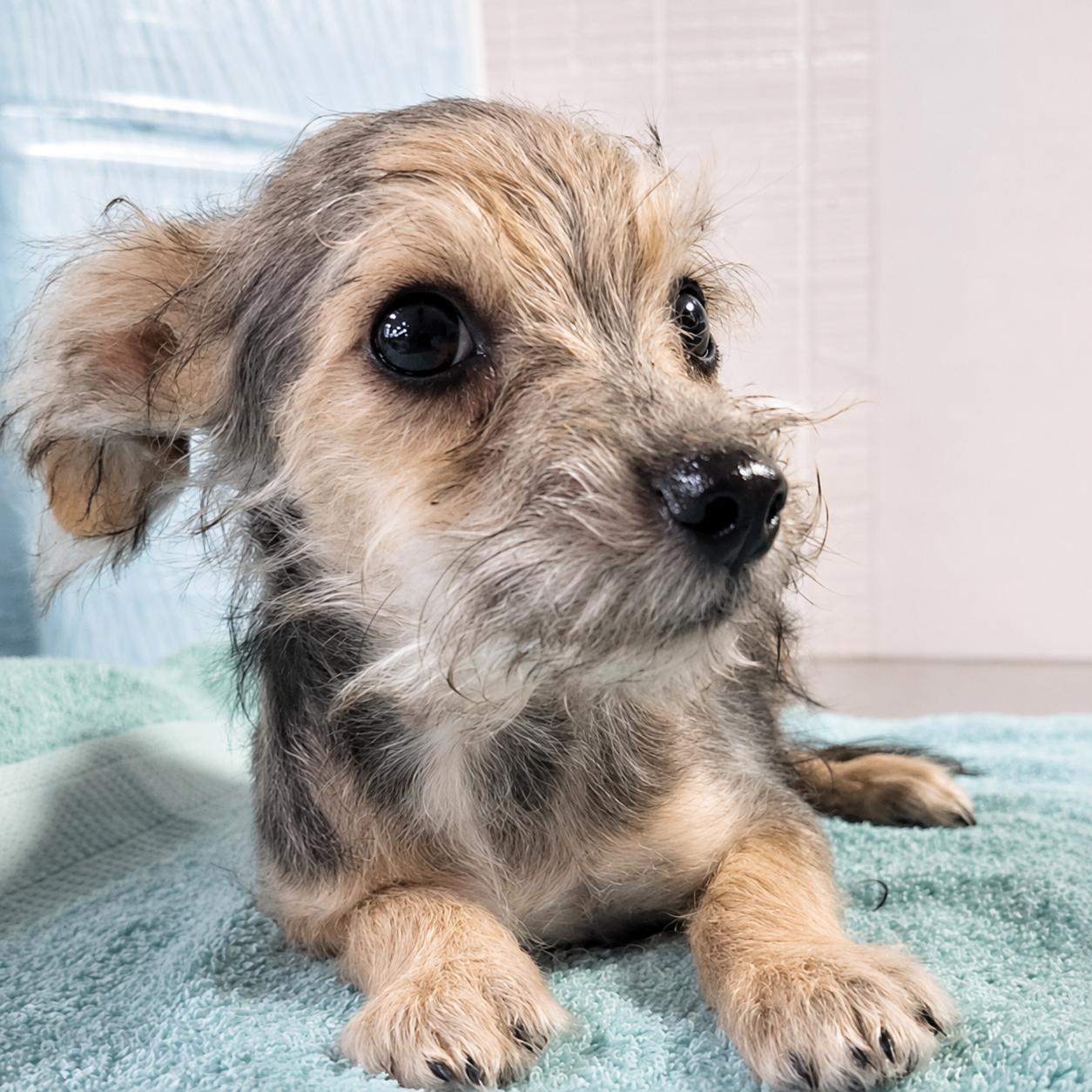 Enlarge Happy, a Adoptable mixed breed in Hooksett, NH image 2/2