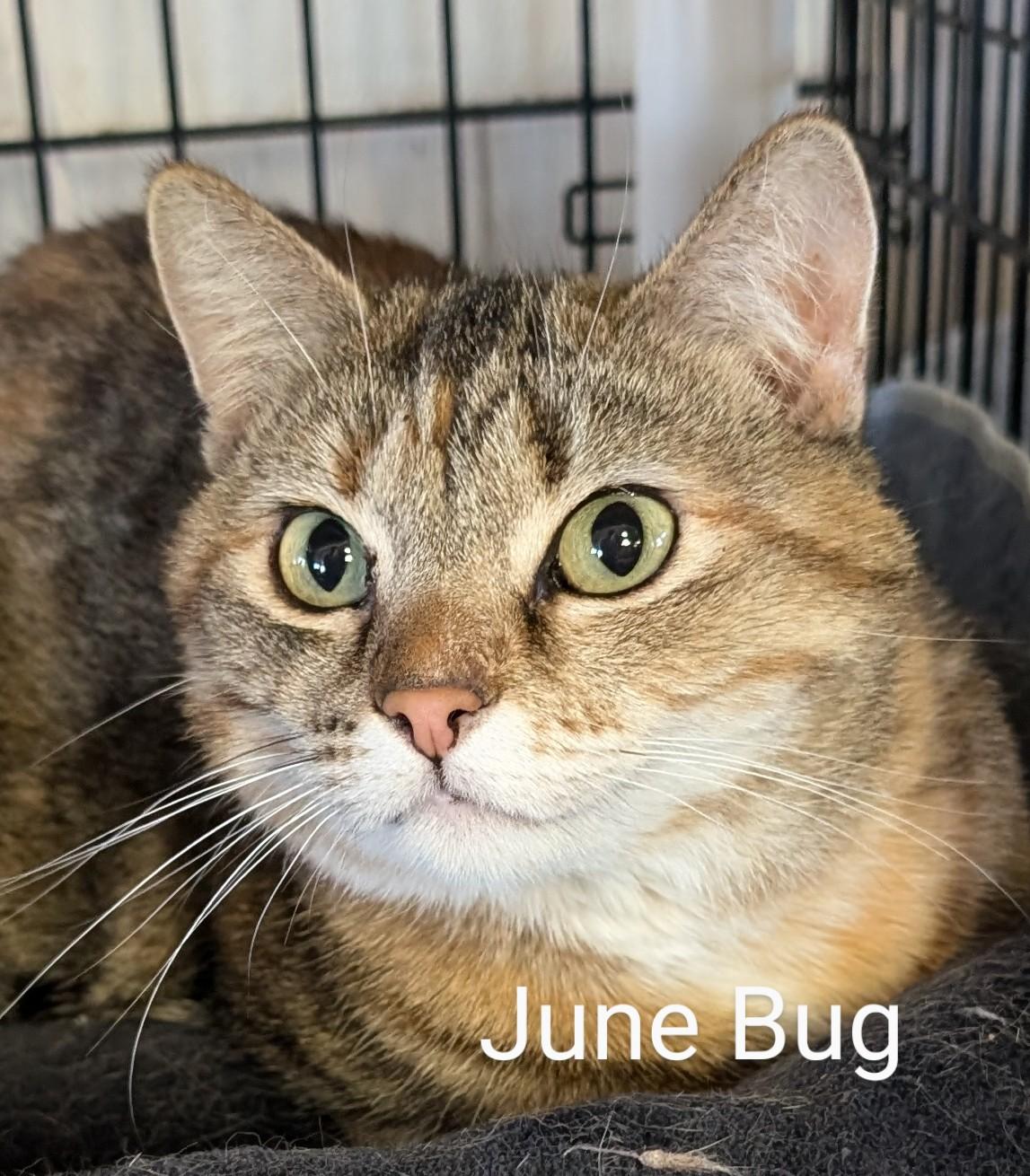 June Bug