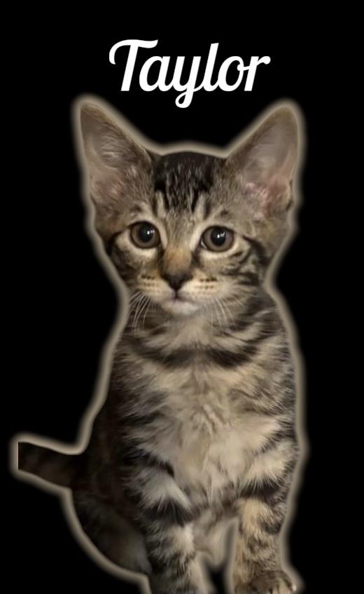 Taylor, adopted, Kitten Female Domestic Short Hair.
