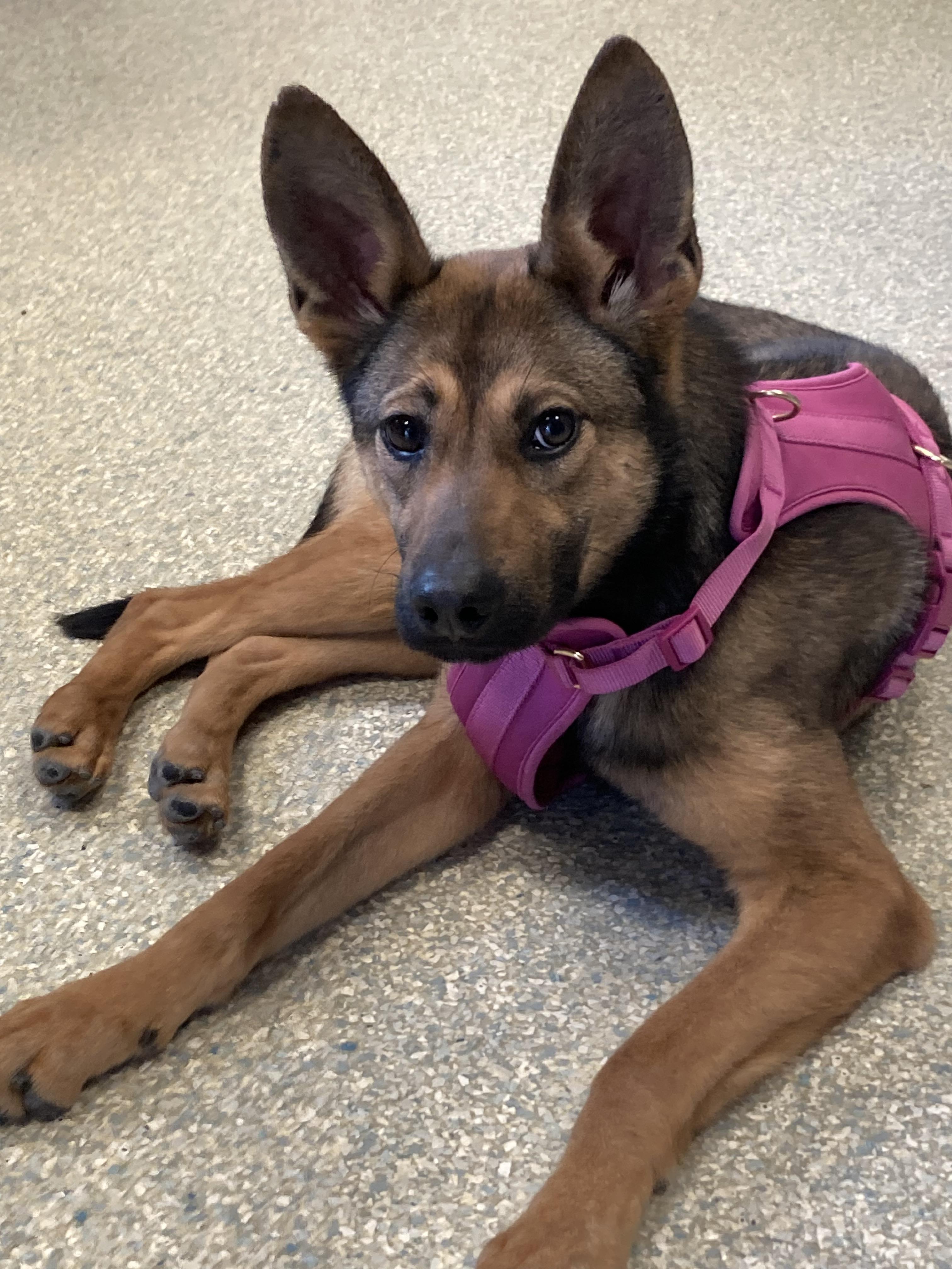 Yodi, ADOPTABLE, Young Female German Shepherd Dog.